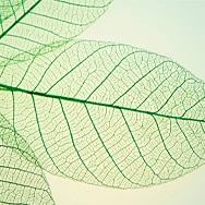 Stems Cells for Anti-Aging