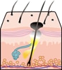 Diagram of hair follicle