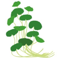 Centella Asiatica for Skin