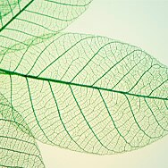 Stems Cells for Anti-Aging